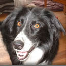 Regis was adopted in October, 2005